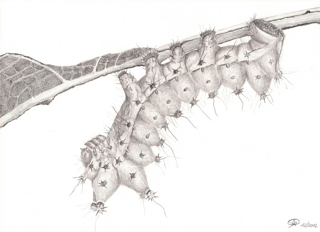 Matita - Bruco di Actias selene